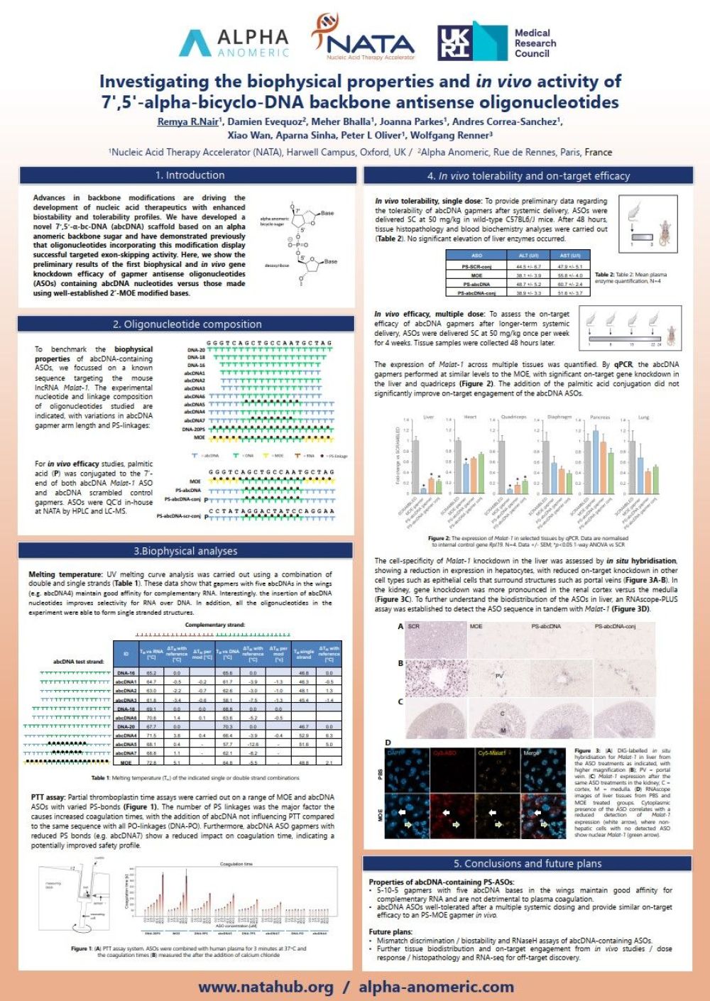 Investigating the biophysical properties and in vivo activity of 7',5'-alpha-biocyclo-DNA backbone antisense oligonucleotides overview.jpg